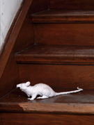 picture - museum rat