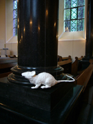 picture - church rat